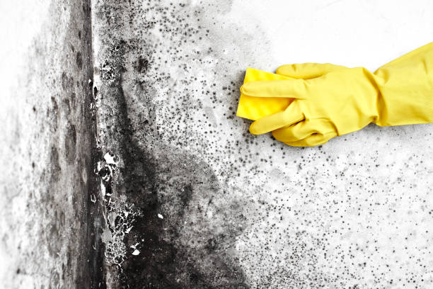 Best Home Mold Removal  in Abbeville, GA
