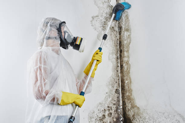 Best Toxic Mold Removal  in Abbeville, GA
