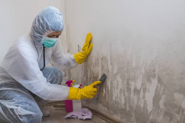 Best Mold Testing and Removal  in Abbeville, GA