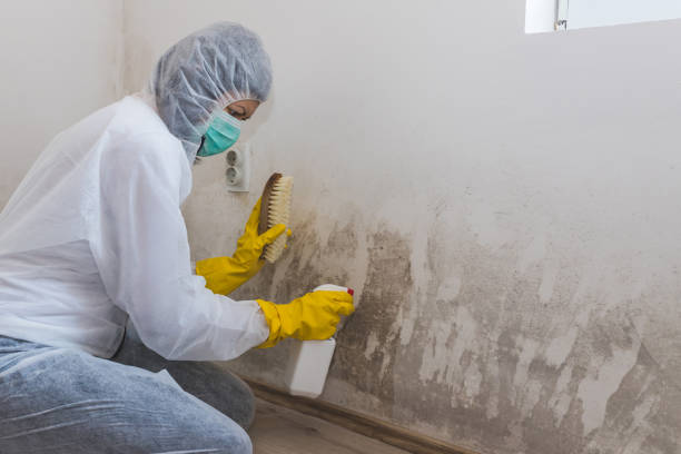 Best Home Mold Removal  in Abbeville, GA