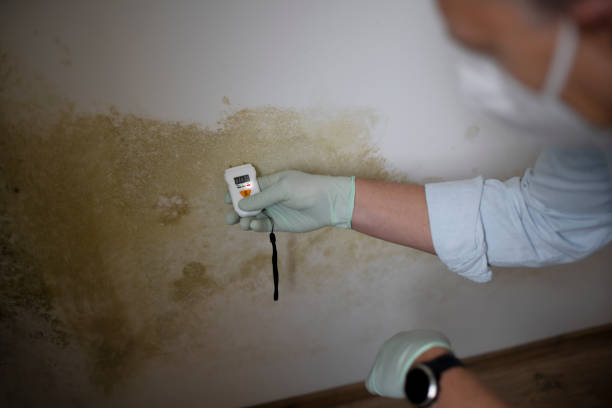 Best Black Mold Removal  in Abbeville, GA