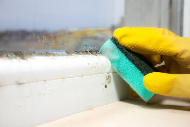 Best Commercial Mold Removal  in Abbeville, GA