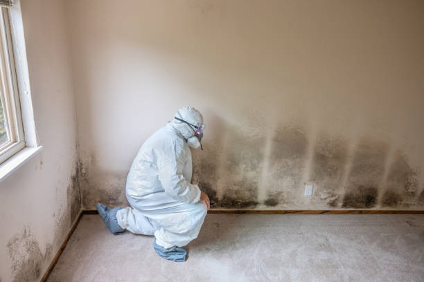 Mold Testing and Removal in Abbeville, GA