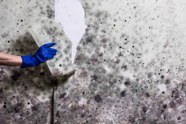 Best Mold Remediation  in Abbeville, GA