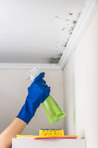 Best Mold Removal Process  in Abbeville, GA
